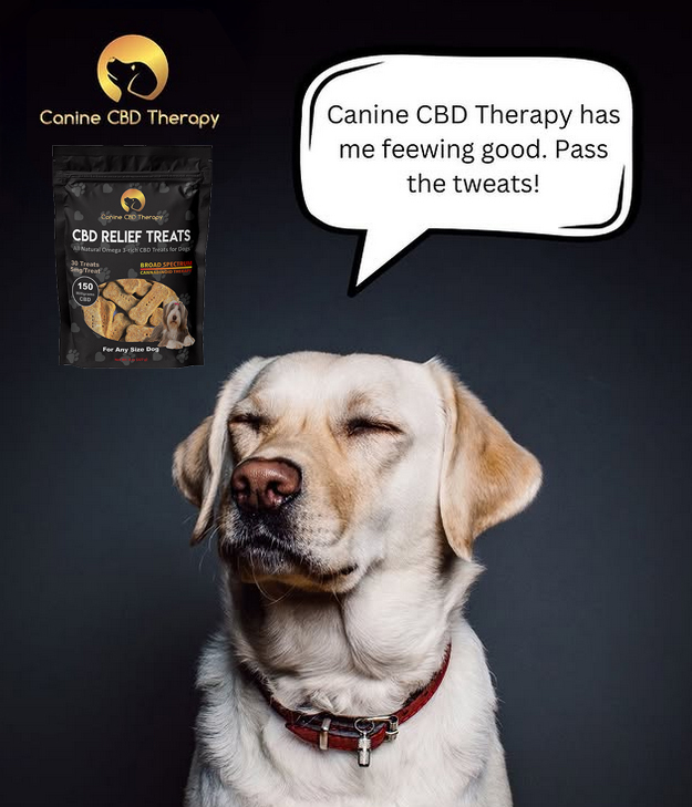 halo infusions pet CBD products