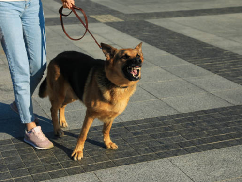 aggressive dog on walks needs cbd