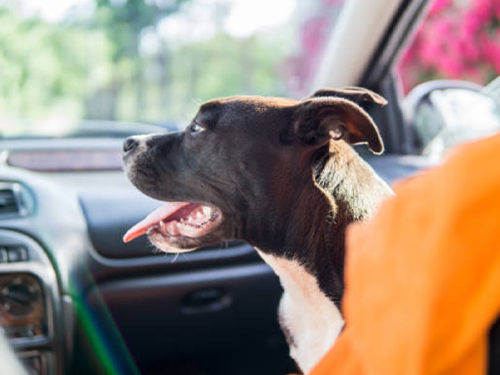 dog scared to ride in car CBD hemp products