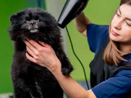 grooming hairdryer fear for dogs hemp CBD