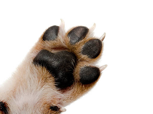 healthy dog paw after cbd rub on treatment