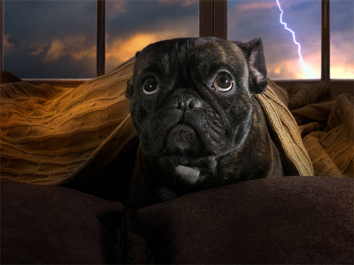 monsoon season hemp cbd for dogs tucson