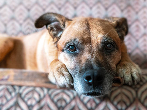 old dog hard to move around hemp cbd.png