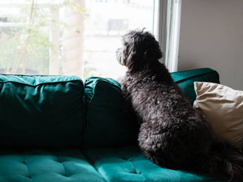 separation anxiety in dogs CBD helps