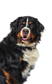 bernese-mountain-dog CBD for health joints anxiety arizona full spectrum oil-button