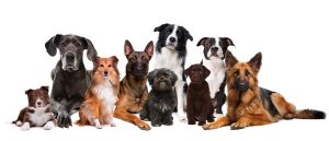 group of dogs pet CBD therapy Arizona dispensary