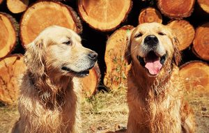 Information about CBD for dogs
