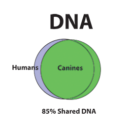 Canine CBD Therapy DNA Venn Diagram