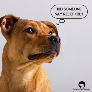 canine CBD hemp oil for treating pain and anxiety canine CBD hemp oil for treating pain and anxiety