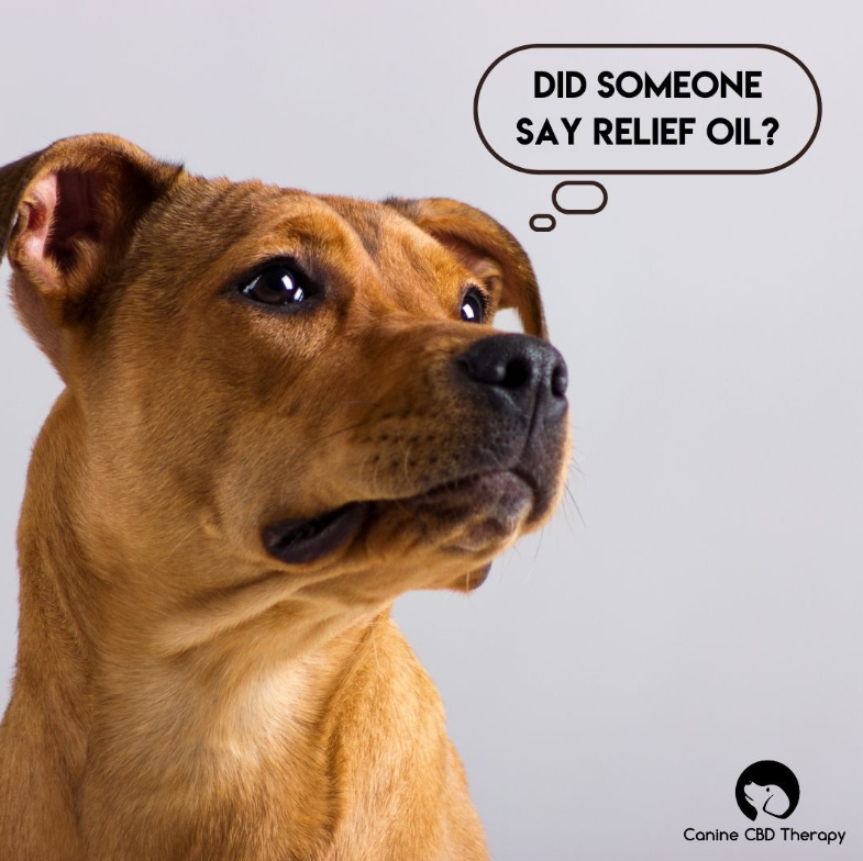 canine CBD hemp oil for treating pain and anxiety