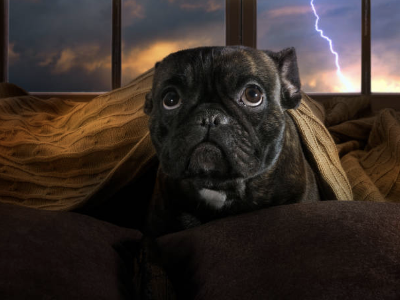 An anxious dog sitting beside its owner during an Arizona monsoon storm.